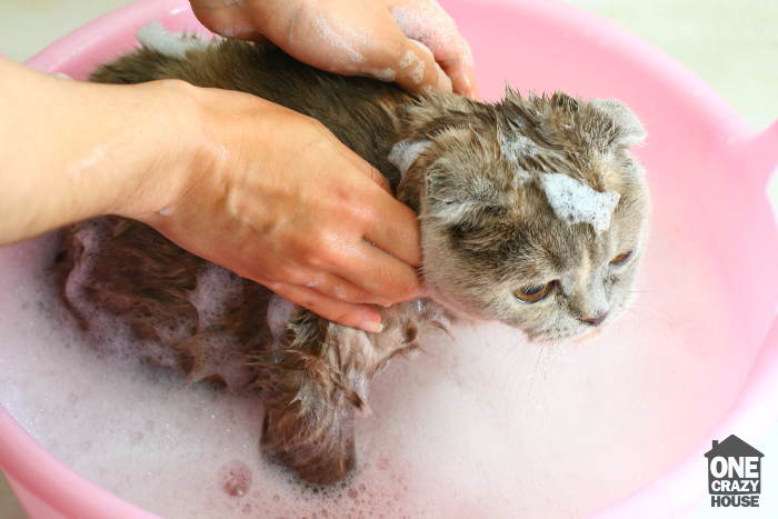 cat-bath-1