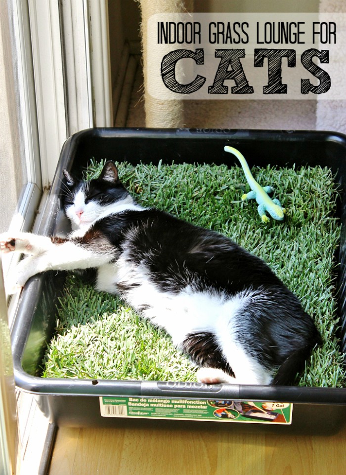 indoor-grass-lounge-for-cats