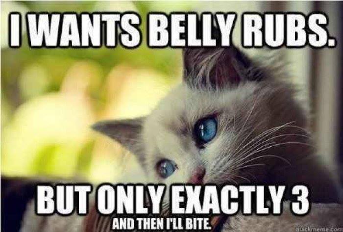 cute funny cat meme snarky cat memes