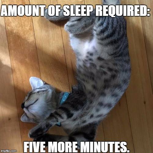 sleepy kitty meme