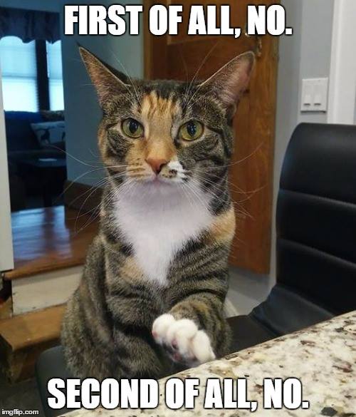 Silly cat memes 