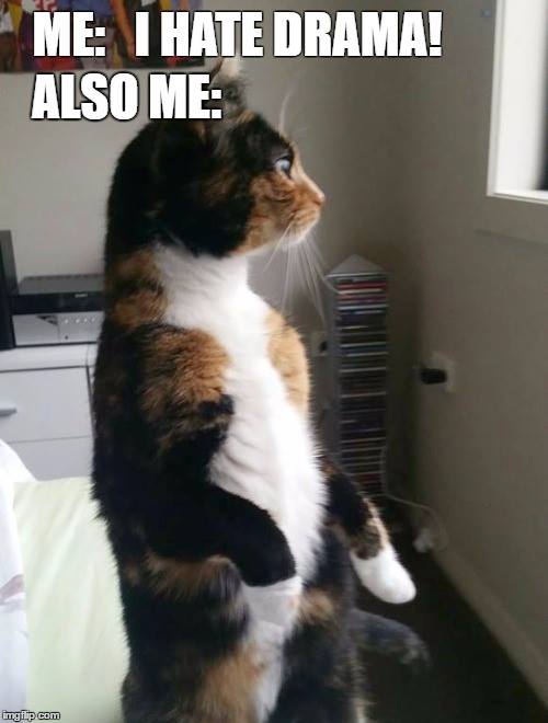 comical cat memes