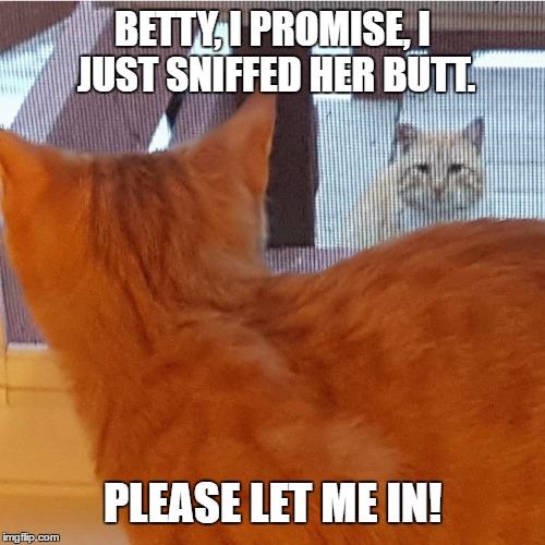 silly cat memes 
