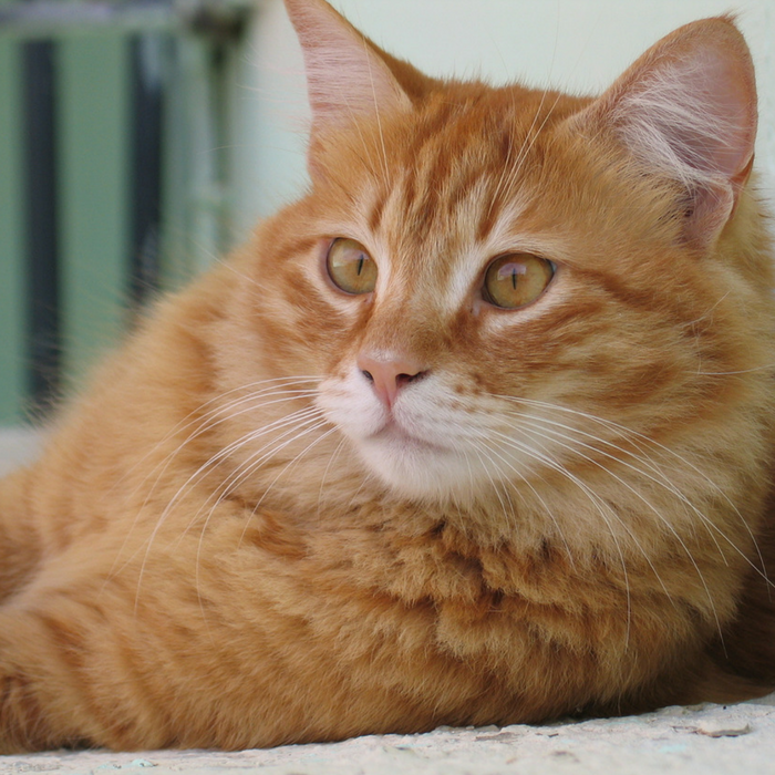 Facts About Orange Tabby Cats