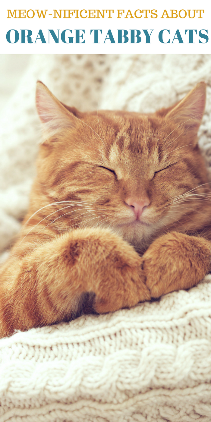 facts about orange tabby cats 
