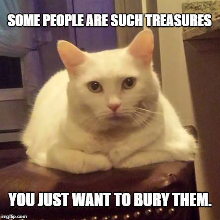 Cat logic memes 