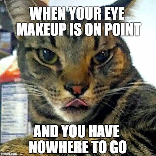 10 Sassy Cat Memes That Will You