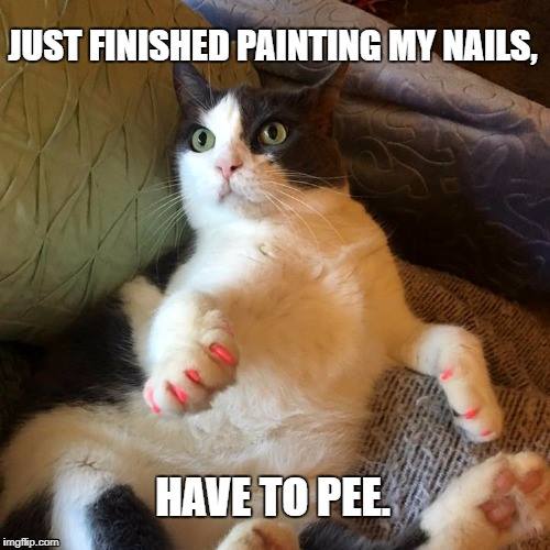 sassy cat memes 