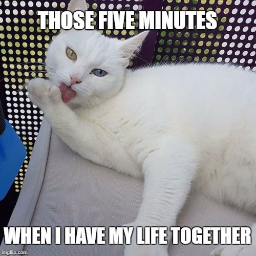 sassy cat memes 