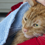 Home Remedies for Fleas on Cats
