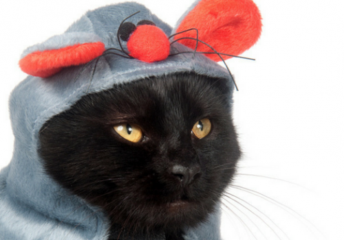 Cute Halloween Costumes For Cats