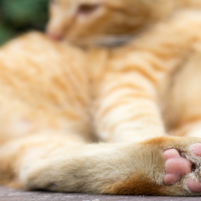 cat paws facts 
