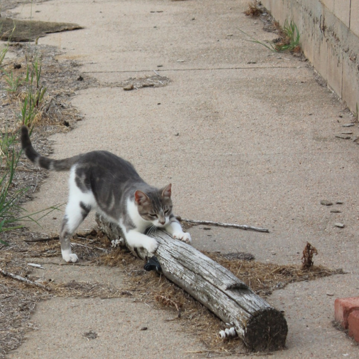 Why Cats Need Scratching Posts