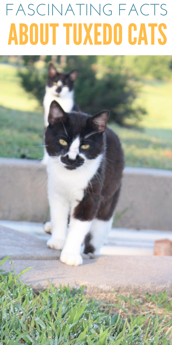 Facts About Tuxedo Cats That Will Fascinate And Amaze You,Manhattan Drink