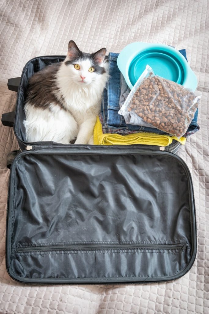 traveling with cats