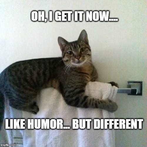awesome cat memes