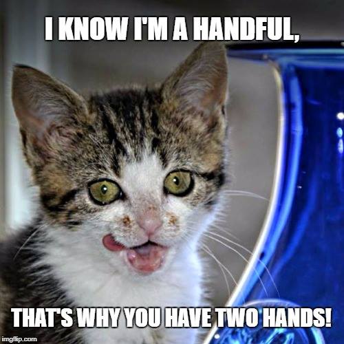 Best Cat Memes For The Week To Give You A Giggle