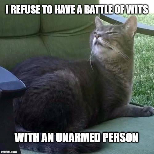 best cat memes 