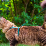 Why Do Cats Tails Puff Up cat tail