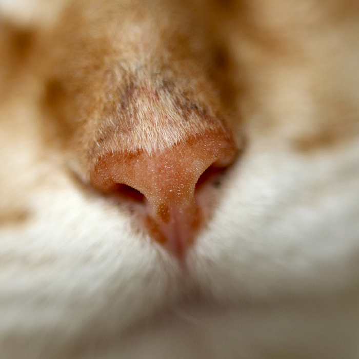 Cat Nose Freckles