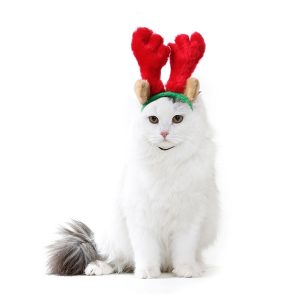cat Christmas outfit