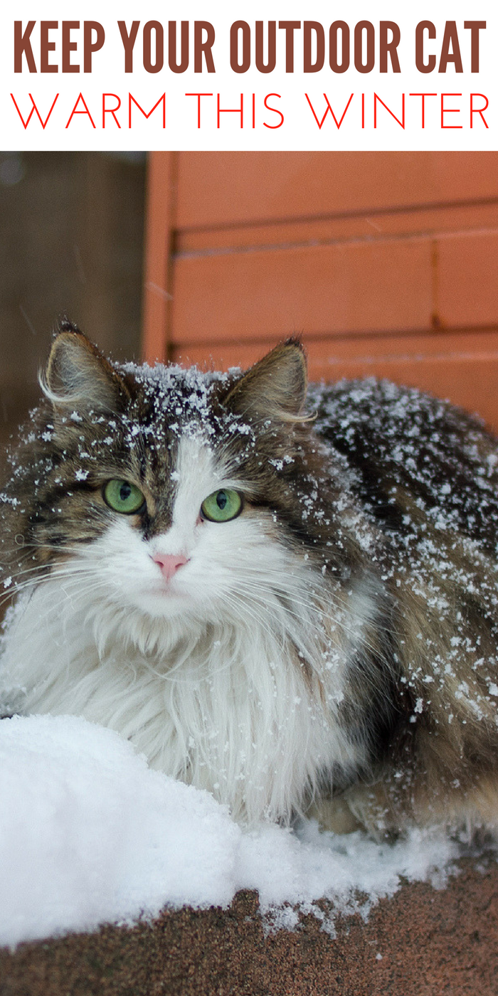 Keep Outside Cats Warm During Winter cat in winter
