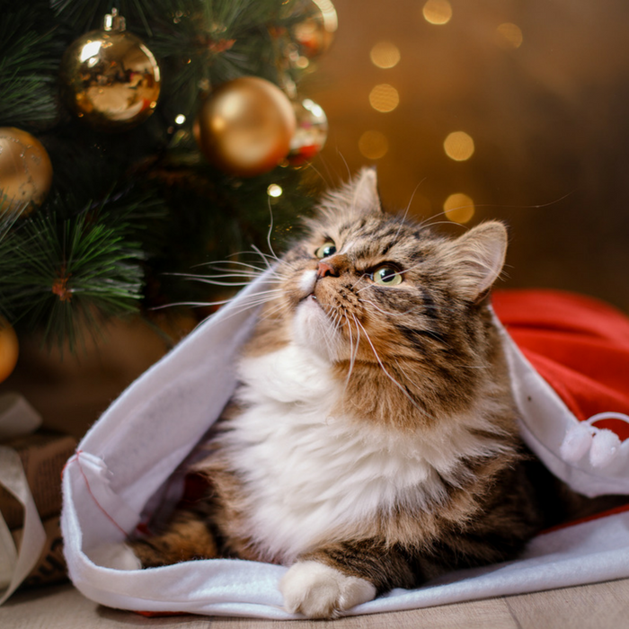 Christmas gifts for cat lovers 