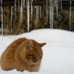 Keep Outside Cats Warm During Winter cat in winter