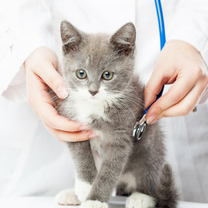 When to Take a Kitten To The Vet 