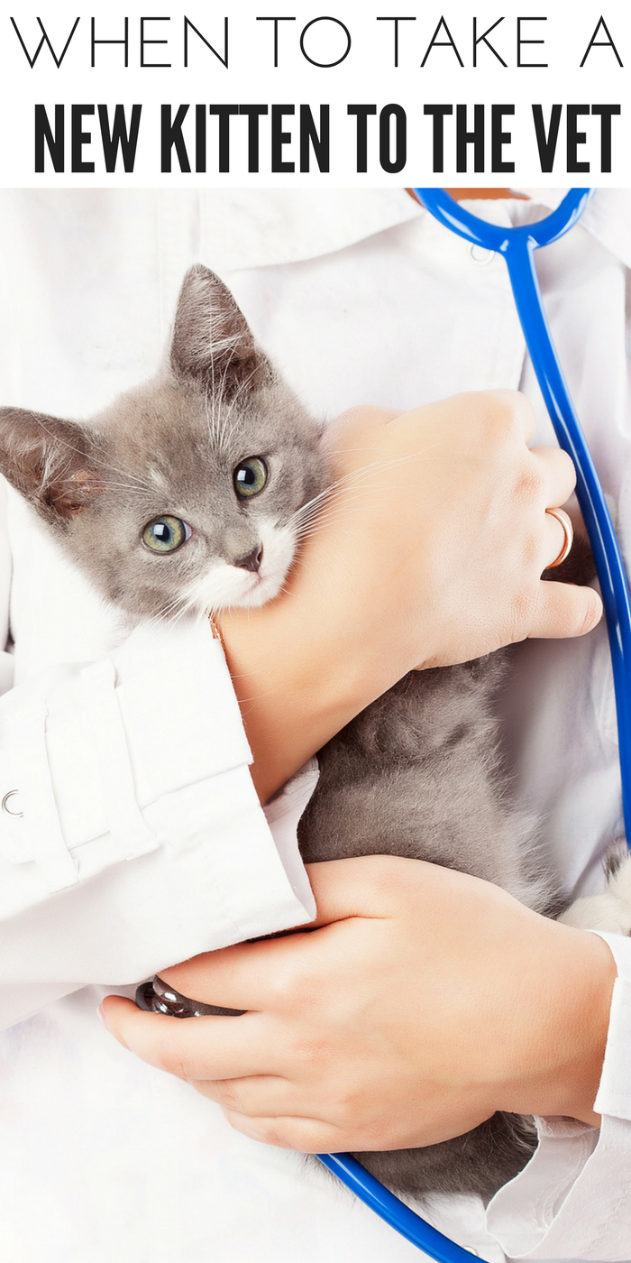 When to Take a Kitten To The Vet