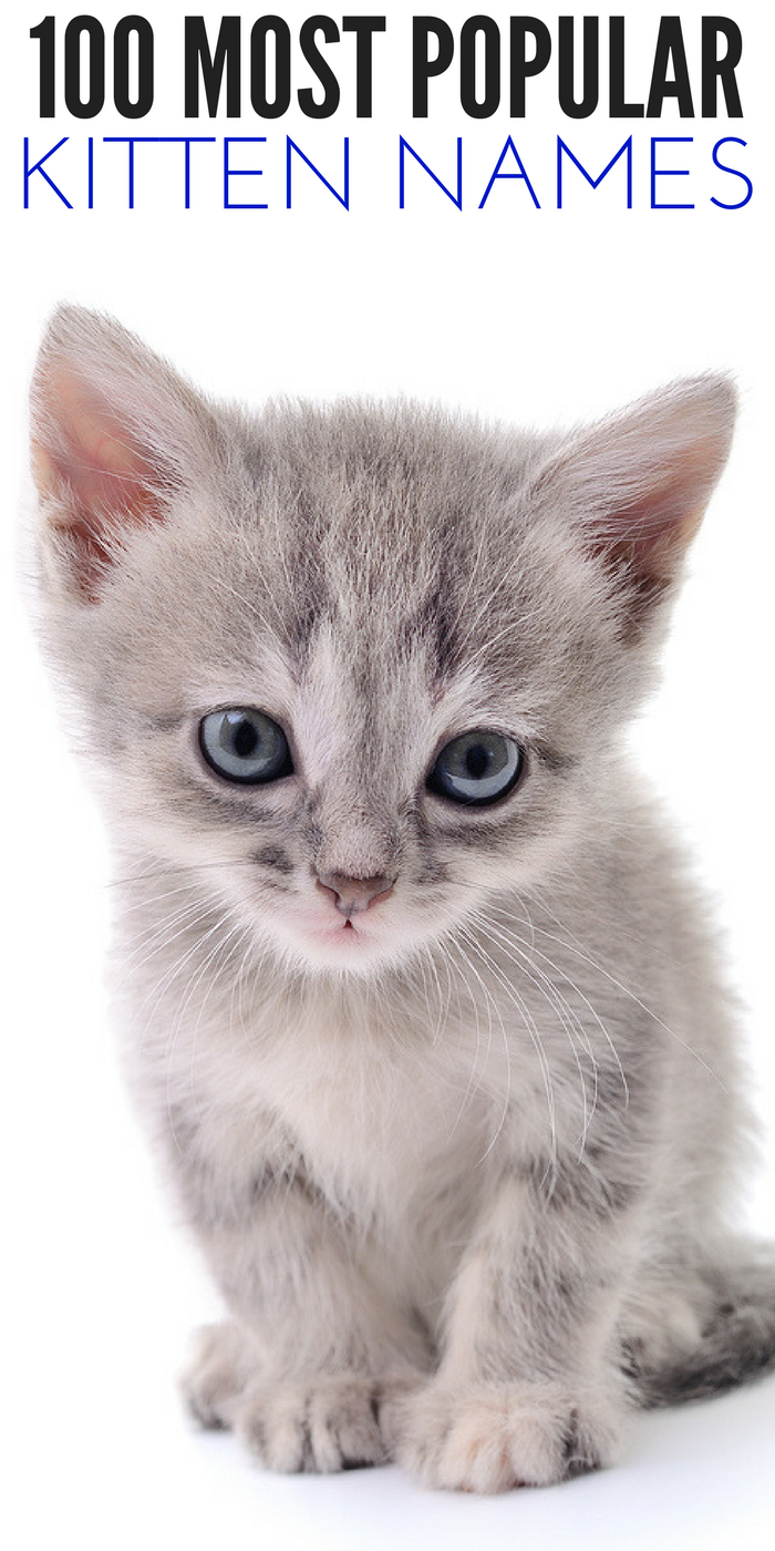 List of Most Popular Kitten Names: Name Your New Kitten