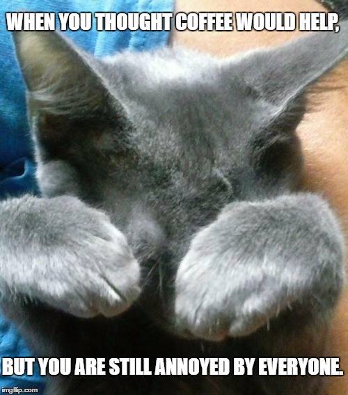 #CrazyCatLady #CatLover #CatMemes