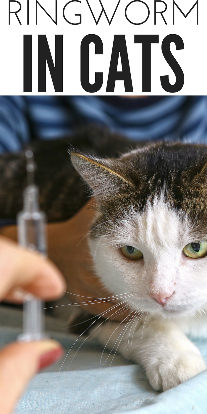 Ringworm in Cats How to Recognize This and Some Treatment Options
