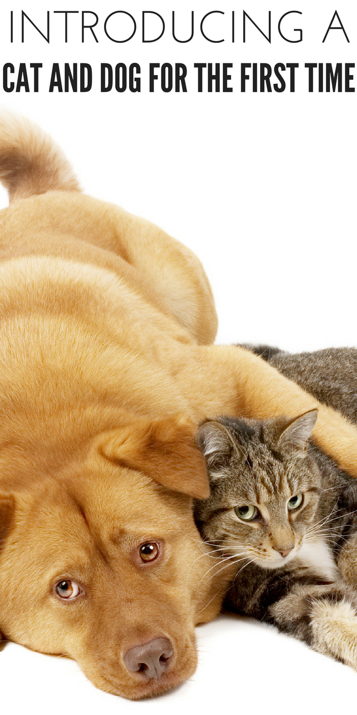 #CrazyCatLady #CatandDog #CatCare introduce a cat to a dog