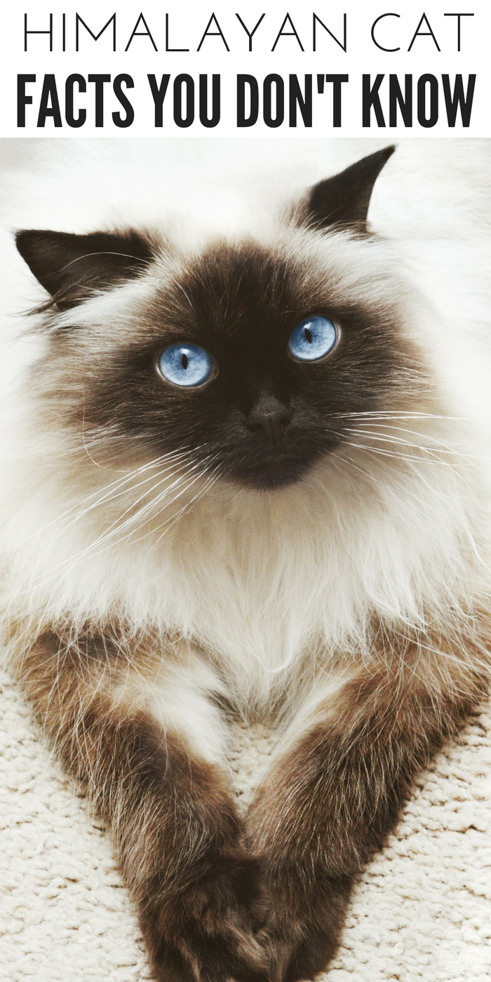 #CrazyCatLady #CatFacts #CatBreeds Himalayan Cat facts