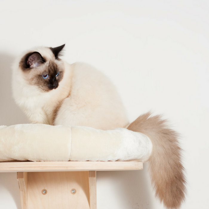 #CrazyCatLady #CatCare #CatFurniture cat furniture
