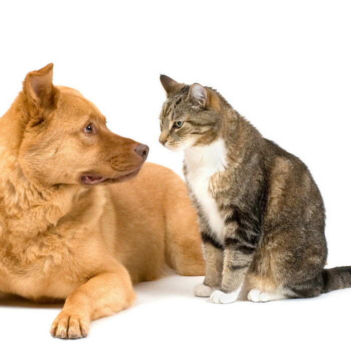 #CrazyCatLady #CatandDog #CatCare how to introduce a cat to a dog