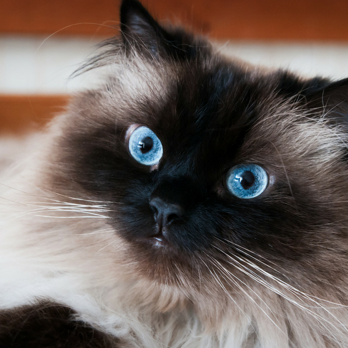 #CrazyCatLady #CatFacts #CatBreeds Himalayan cat facts