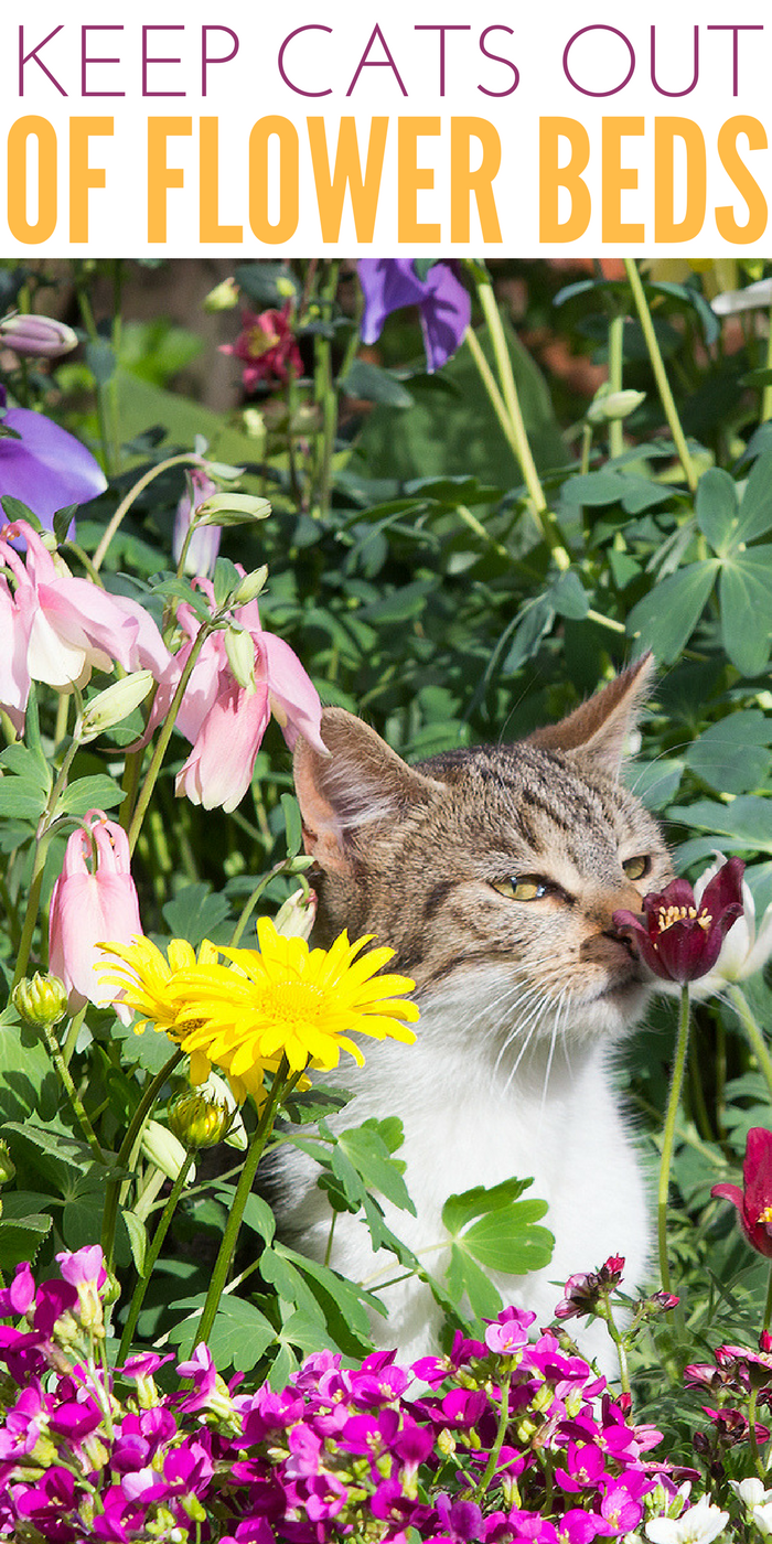 #CatCare #CrazyCatLady #GardeningWithCats how to keep cats out of flower beds