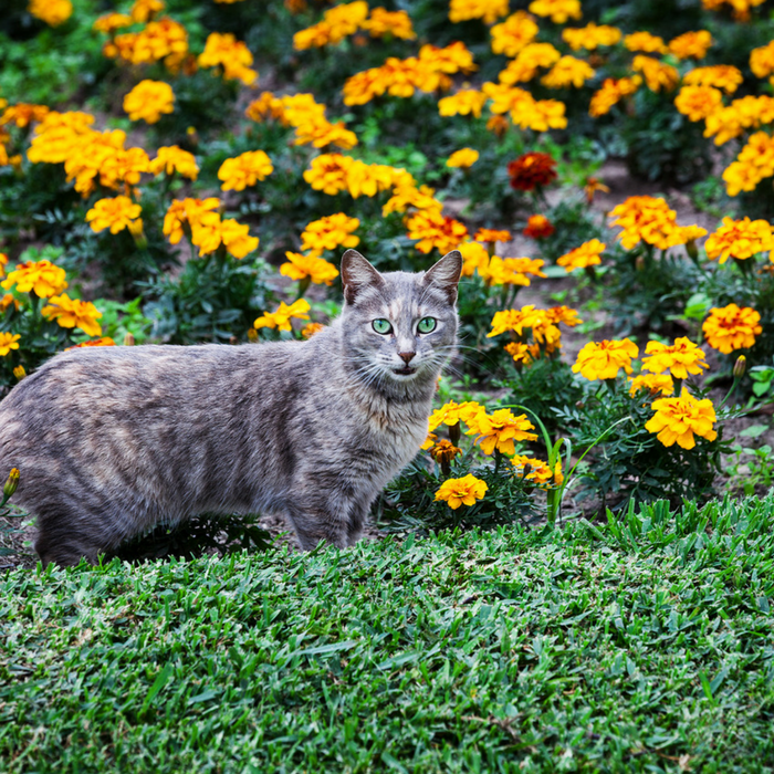 #CatCare #CrazyCatLady #GardeningWithCats  how to keep cats out of flower beds