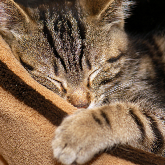 #CrazyCatLady #CatCare #CatComfort Best Cat Beds