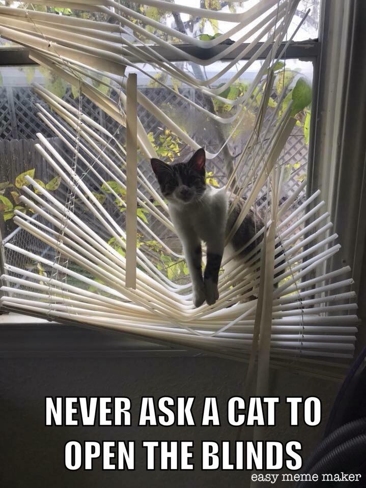 #CrazyCatLady #CatCare #AdoptionOfCat silly cat memes
