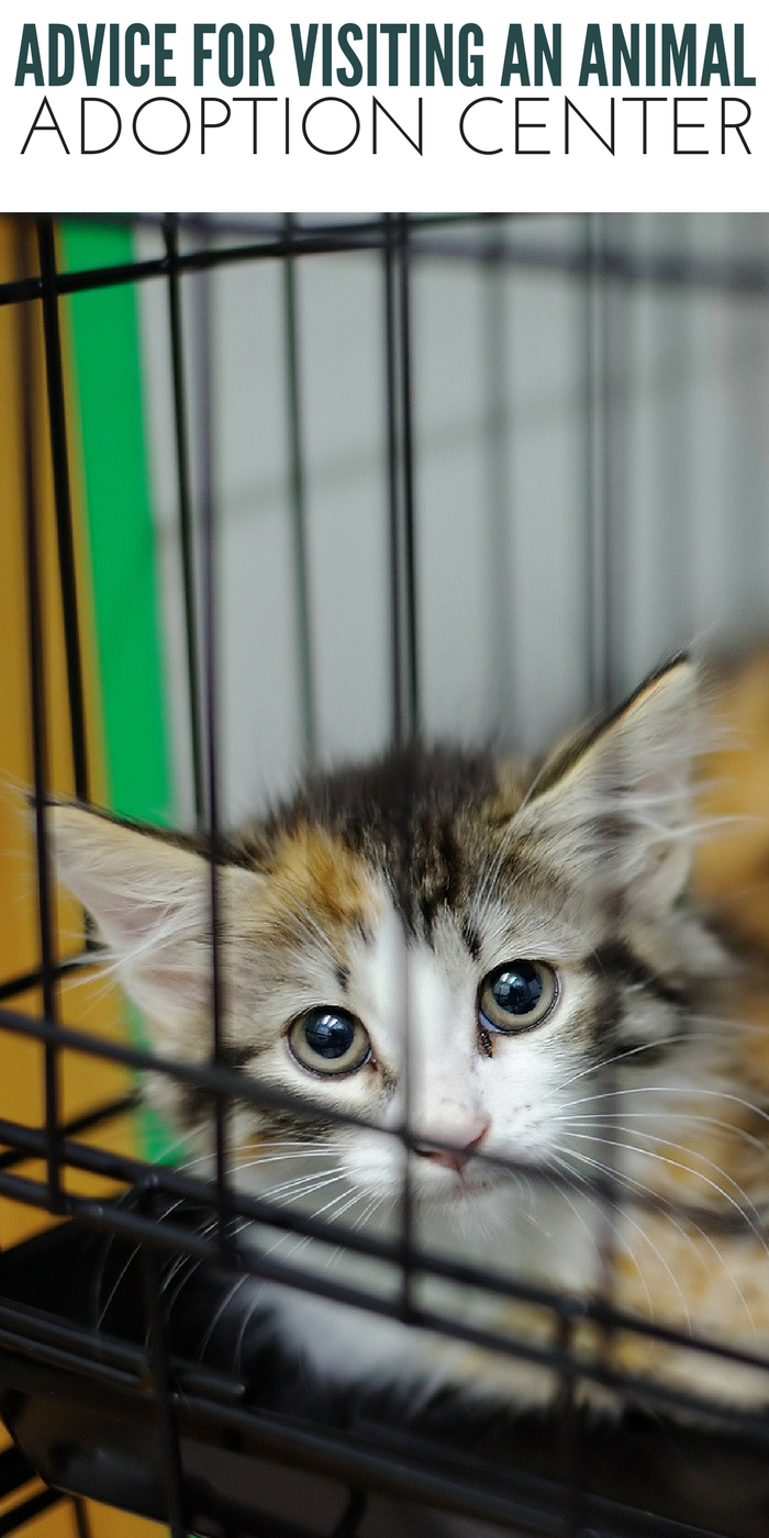 #CrazyCatLady #CatCare #AdoptionOfCat animal adoption center