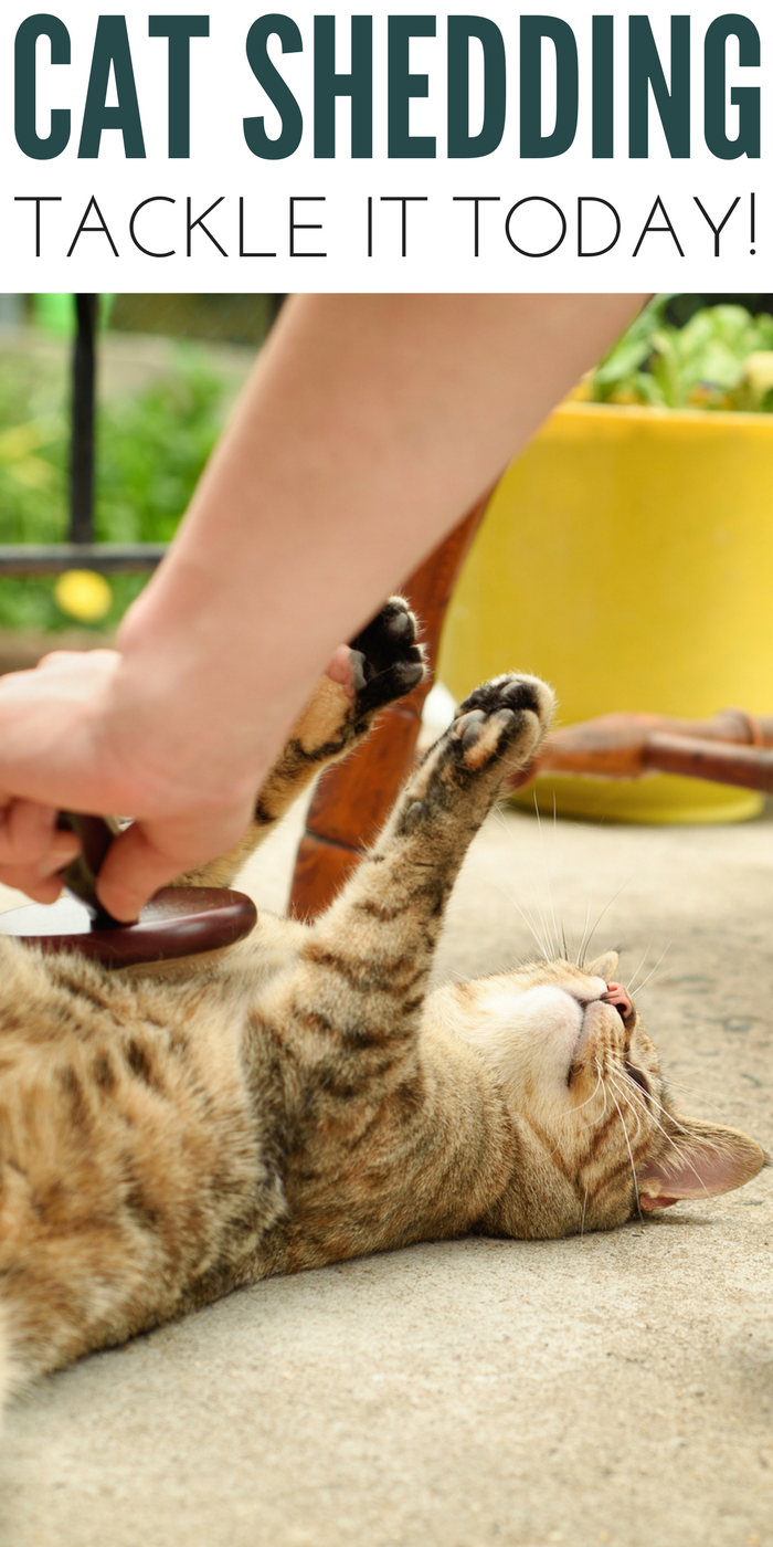 Cat Shedding You Can't Stop It But You Can Tackle It With These Tips