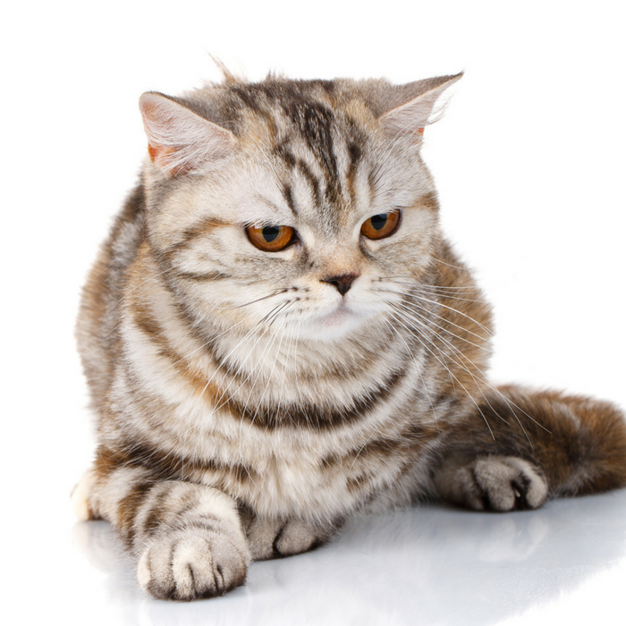 #CrazyCatLady #CatCare #CatBehaviorIssues cat behavior problems