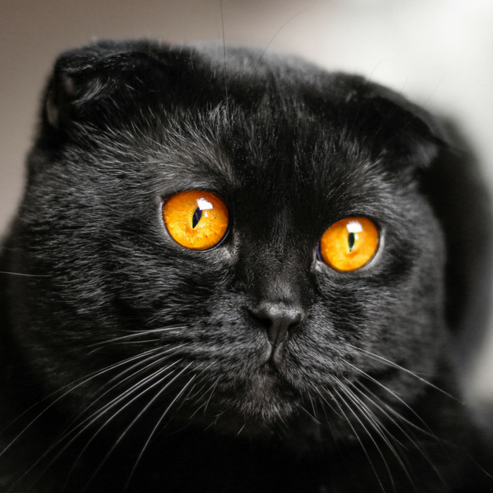 #CrazyCatLady #CatBreeds #BlackCats black cat breeds