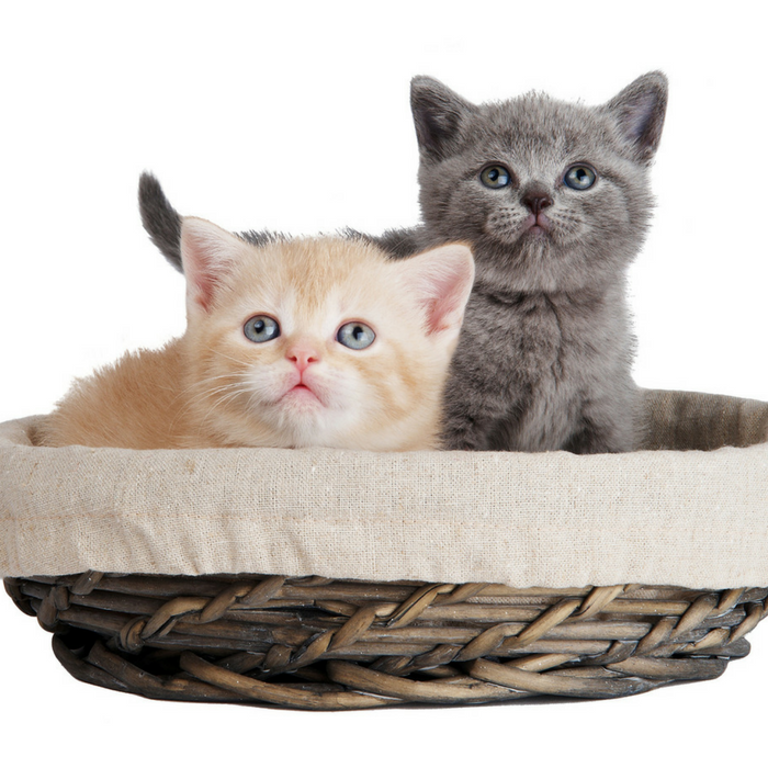 #CrazyCatLady #CatComfort #CatBeds cat baskets