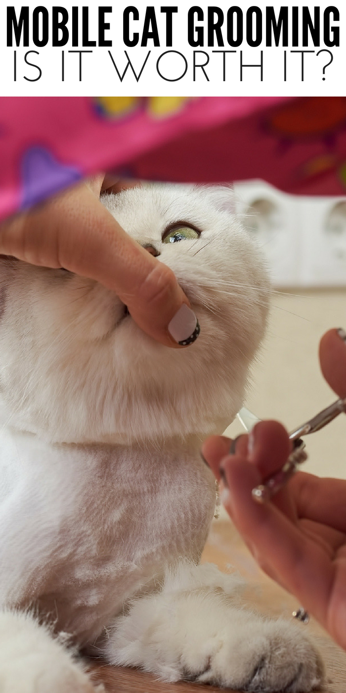 #CrazyCatLady #CatGrooming #MobileCatGrooming mobile cat grooming