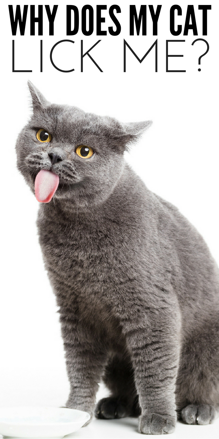 #CatCare #CatLicks #CrazyCatLady why does my cat lick me?