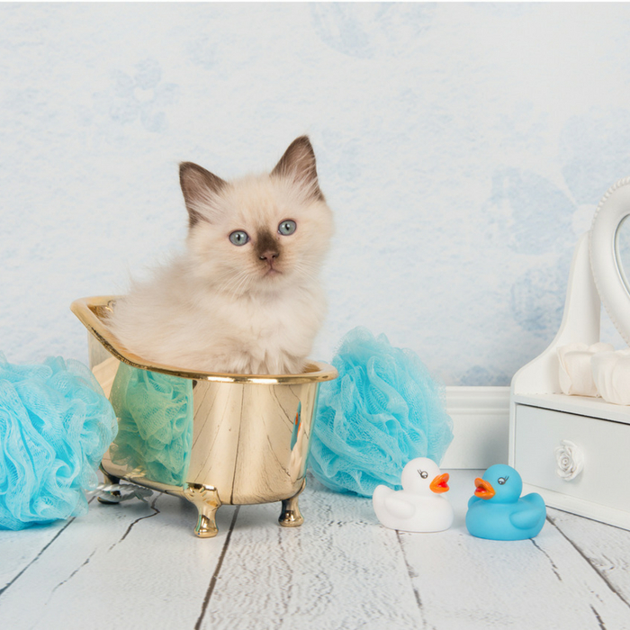 #CrazyCatLady #CatCare #BathroomAccessories cat accessories